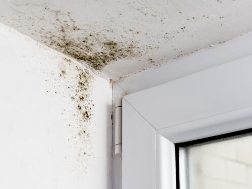 Mold in the corner of a ceiling