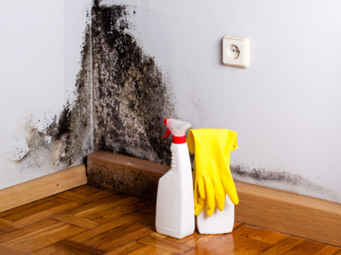 Mold prevention in Cape Coral, FL