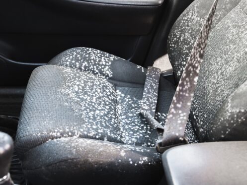 Automotive Mold Removal in Fort Myers, FL
