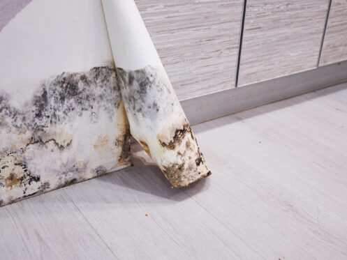 Residential Mold Remediation in Fort Myers, FL